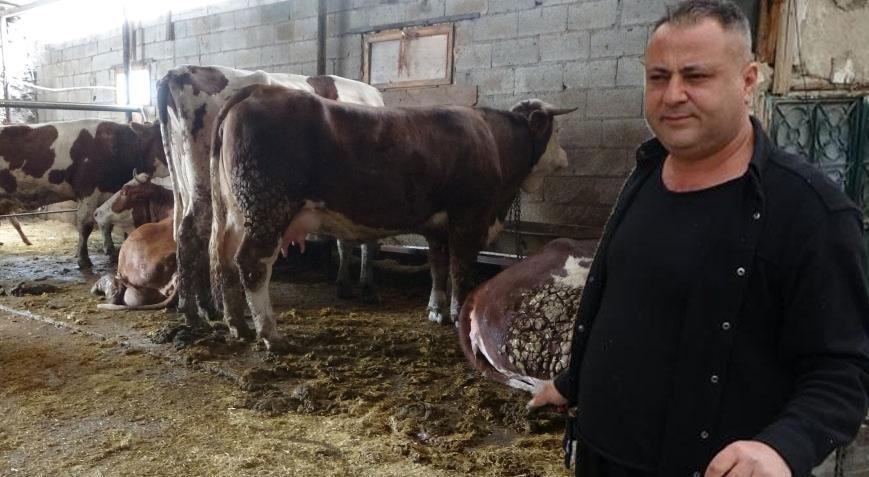 Ahırda dehşet! 4’ü yan yana öldü o anlar kameraya yansıdı