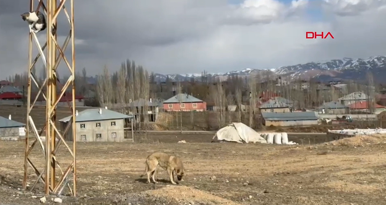Köpekten korkup elektrik direğine tırmandı, mahsur kaldı