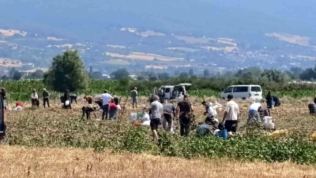 İnegöl’de Çiftçiden Ücretsiz Patates Dağıtımı