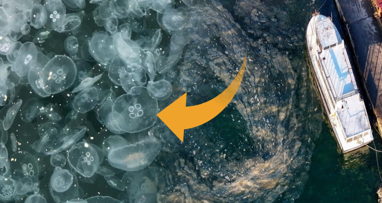 marmarayi deniz analari sardi felaketin canlari caldi cmrFDBUt