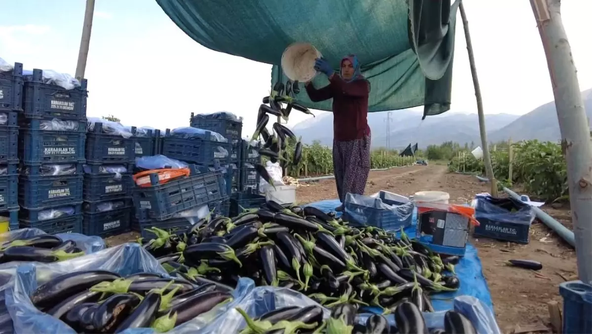 erzincanda 700 kisi icin sera projesi LxIfDqAN.jpg