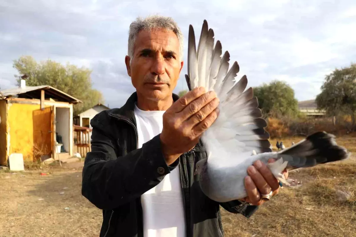 sivas kusu yurt disindan talep goren essiz bir irk zgD9Yha7.jpg