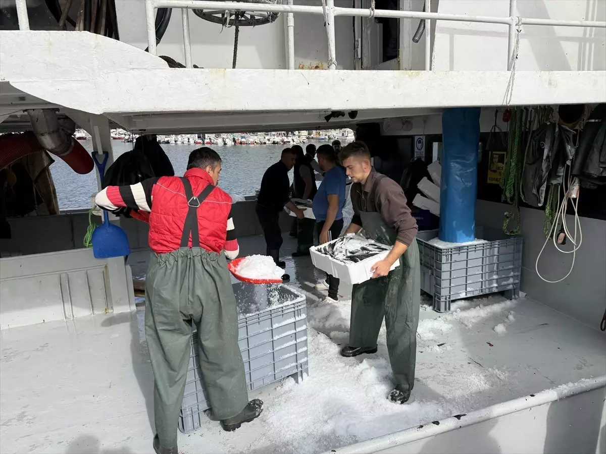 tekirdagli balikcilar istavritle dolu donuyor FEKDQA6z