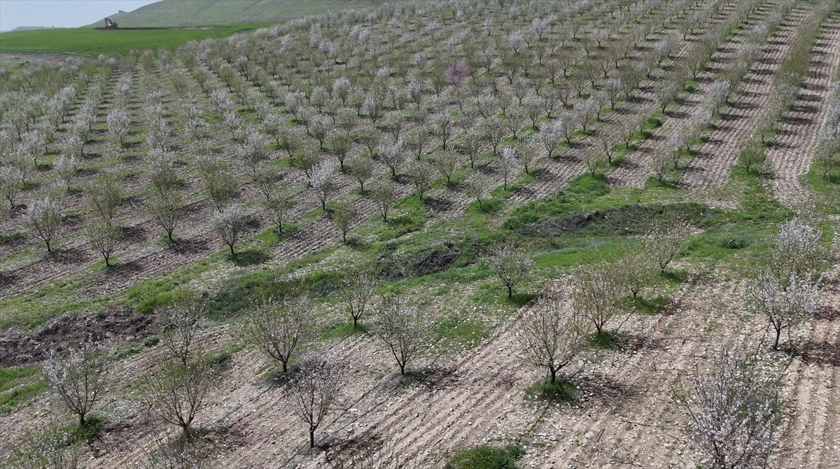 Adıyaman’da Badem Ağaçları Çiçek Açtı