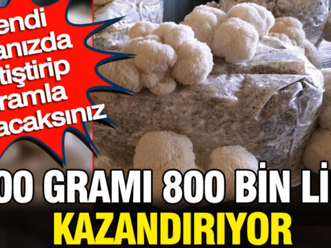 Dev hasat 100 grami 800 bin lira kazandiriyor kendi odanizda yetistirip gramla satacaksiniz SxyBQeyi