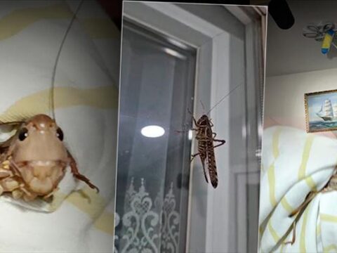 Tarım ve Orman Bakanlığı’ndan ‘çekirge istilası’ iddialarına açıklaması