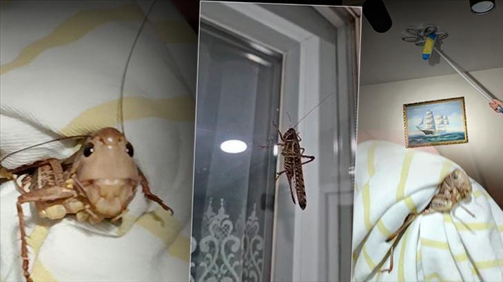 Tarım ve Orman Bakanlığı’ndan ‘çekirge istilası’ iddialarına açıklaması